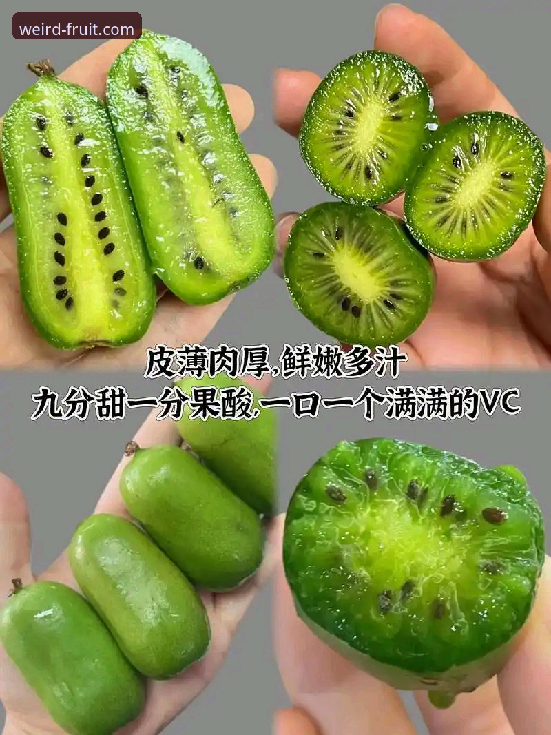奇异果体育最新版本攻略：资深用户分享v2.1.0实战使用心得